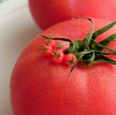 mini2tomato01.jpg